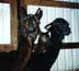 Let's go in the Barn